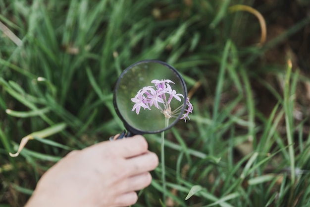 A person's hand holding magnifying glass over the purple flower