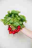 Free photo a person's hand holding radishes on white background