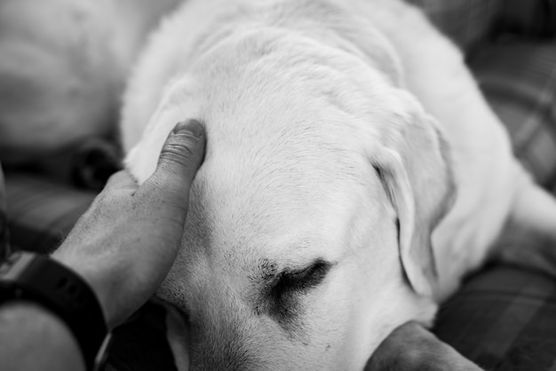 Free photo person's hand petting the head of a white dog shot in greyscale