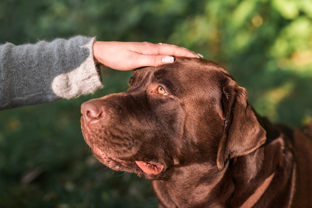 Free photo person's hand stroking her labrador dog in park