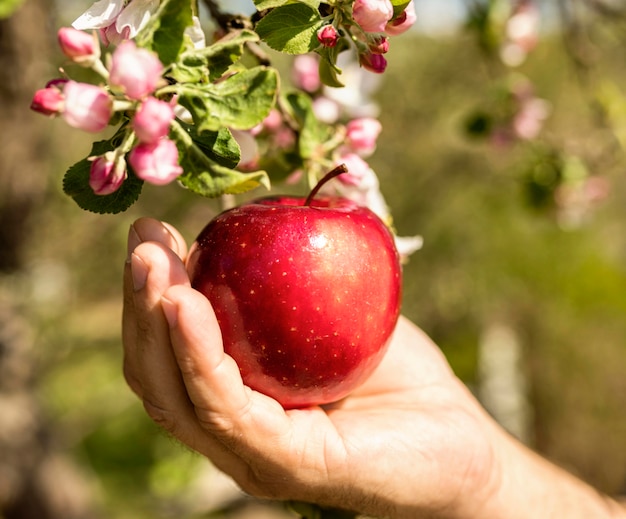 Free photo person taking a delicious apple from the tree