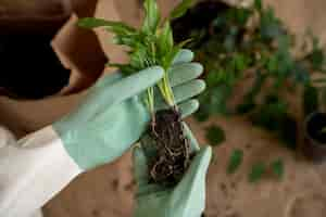 Free photo person transplanting plants in new pots