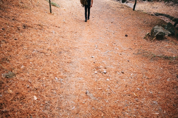 Person walking on path in forest