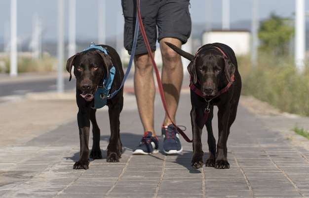 Person walking two black Weimaraner dogs on the street