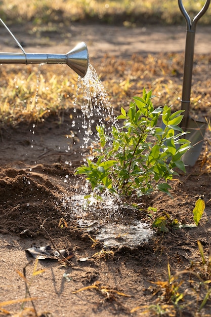 Person watering plant