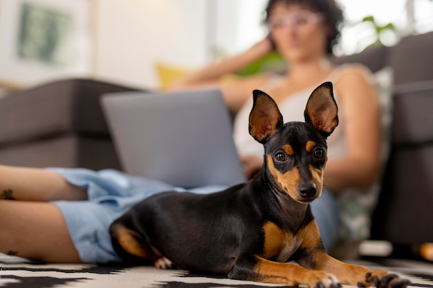 Free Photo person working from home with pet dog