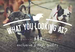 Free photo pet saying text concept