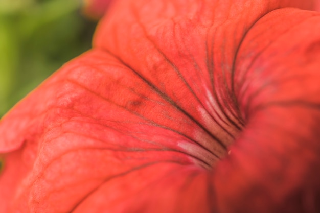 Free photo petals of amazing red fresh flower