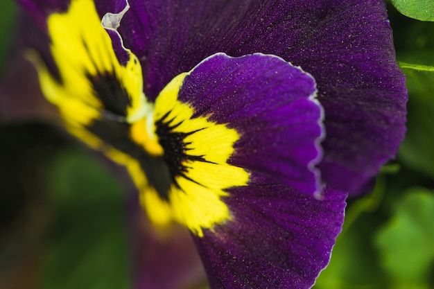 Petals of amazing violet fresh flower