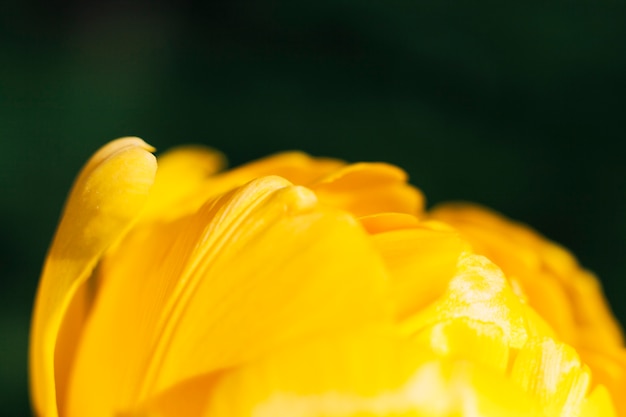 Free photo petals of a beautiful yellow flower