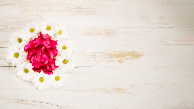 Petals and camomiles in arrangement