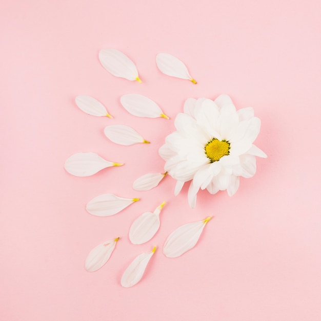 Free Photo petals of white flower on pink background