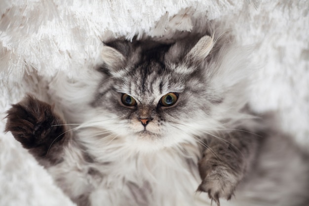 Free Photo pets cat beautiful fur animal