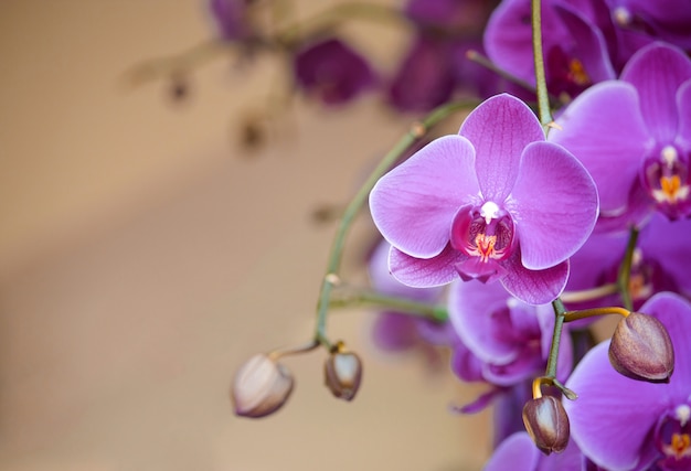 phalaenopsis orchid flower