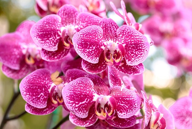 phalaenopsis orchid flower