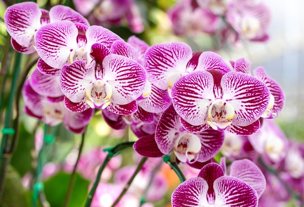 phalaenopsis orchid flower