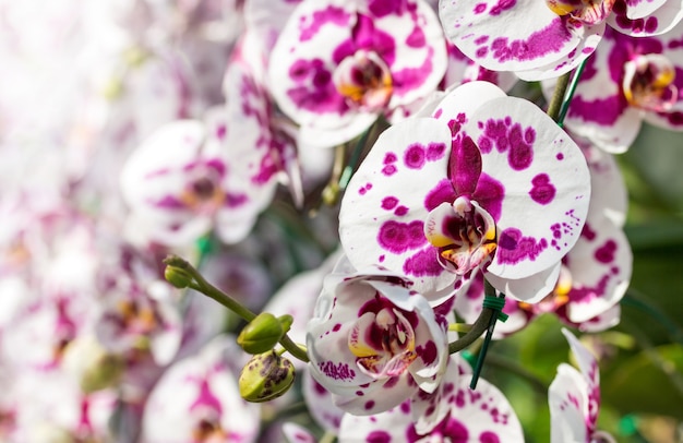 Free Photo phalaenopsis orchid flower