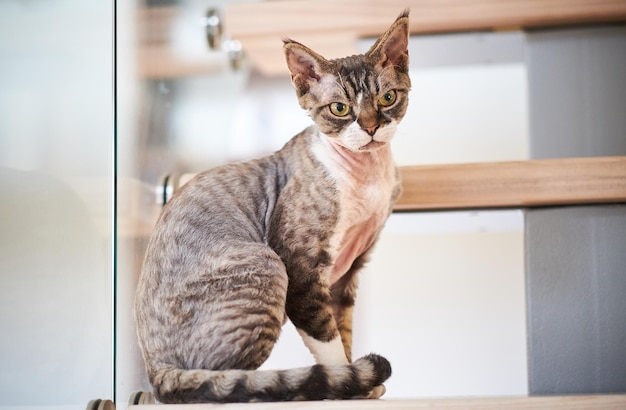 Photo of a cat breed sphinx sitting on stairs.