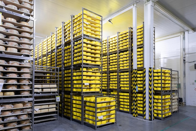 Free photo photo of a cheese factory in switzerland typical italian cheese parmigiano reggiano thousands of forms of parmigiano reggiano in the largest parmesan cheese storage forms of cheese ripening