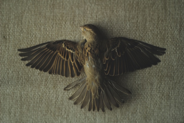 Free Photo a photo of a dead sparrow