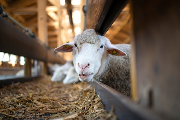 Photo of funny sheep animal chewing food and staring to the camera