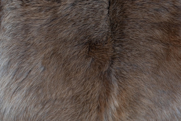 Free Photo photo of fur texture pattern