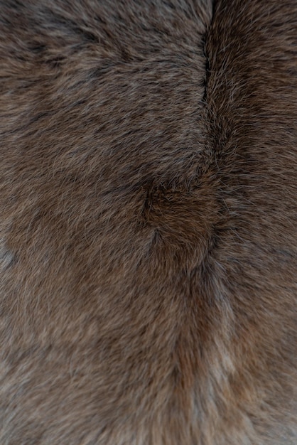 Photo of fur texture pattern