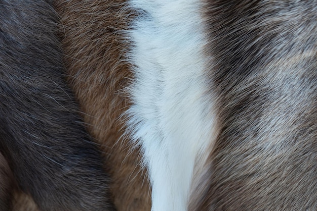 Free Photo photo of fur texture pattern