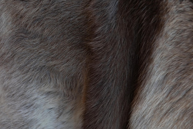 Free Photo photo of fur texture pattern