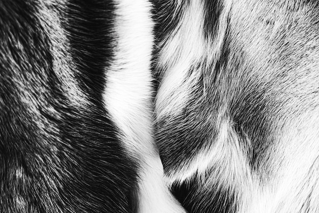 Free photo photo of fur texture pattern