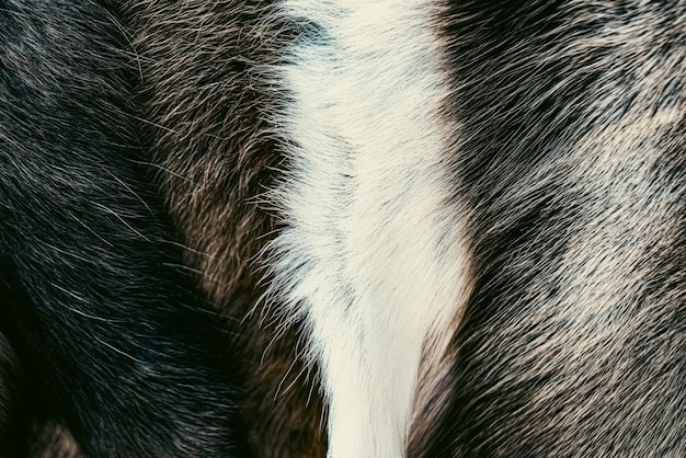 Free photo photo of fur texture pattern