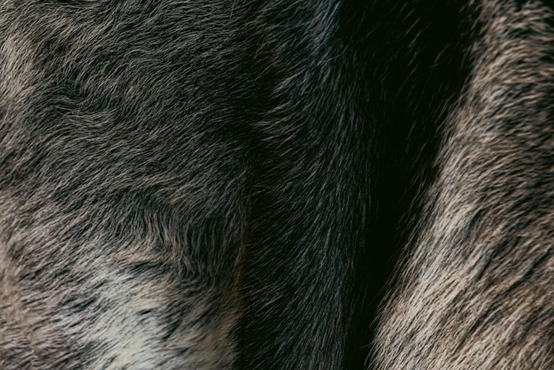 Free Photo photo of fur texture pattern