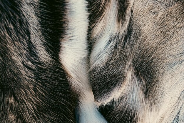 Photo of fur texture pattern