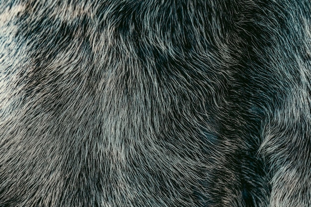 Free Photo photo of fur texture pattern