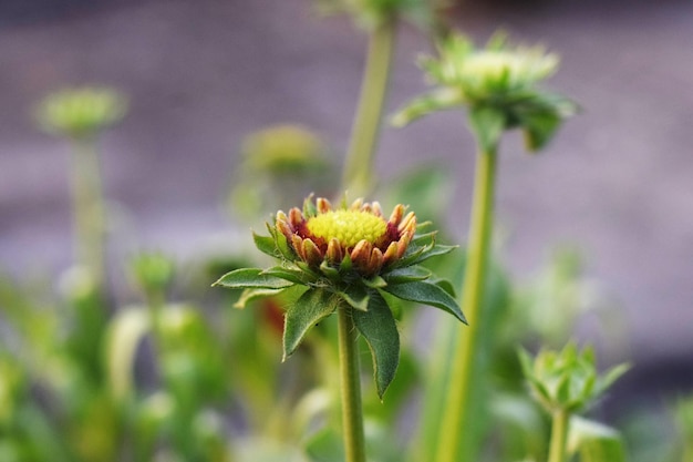 Free Photo photo of a green chrysanthemum flower bud in a closeup shoot, also known as chandramallika