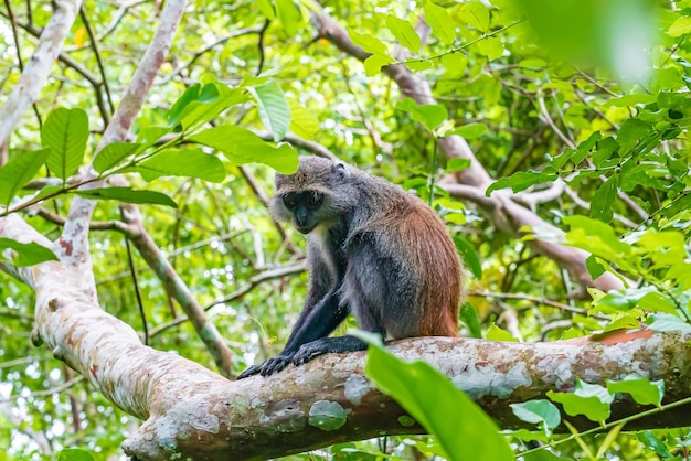 Photo of Red Colobus Piliocolobus tephrosceles sitting on branch. Zanzibar, Tanzania