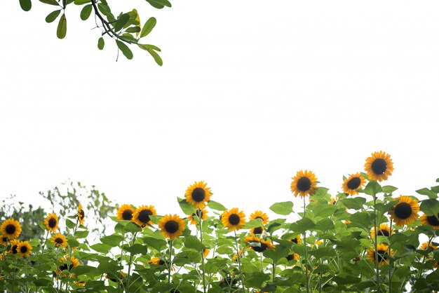 Photo of sunflower field.