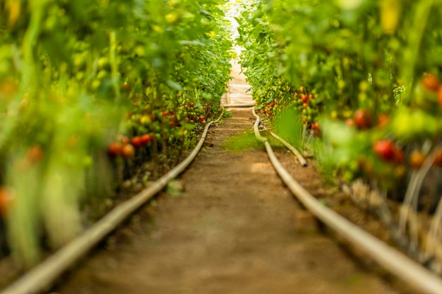 Photo of tomatoes at the greenhouse