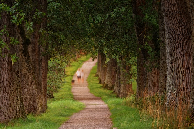 Free photo photo of two person walking beside green leaf trees