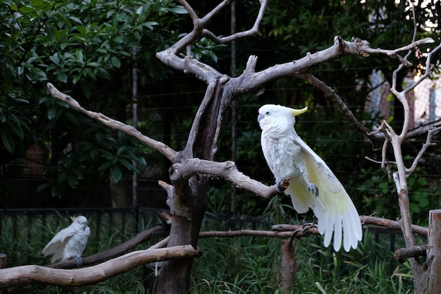 Free photo photo of two sulphur-crested cockatoo on tree branches in a zoo