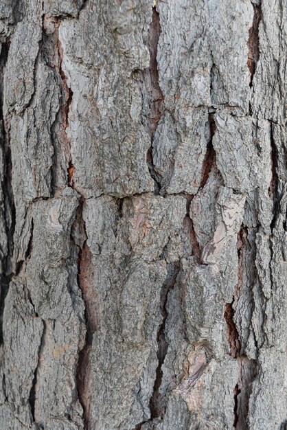 Photo of wood texture pattern