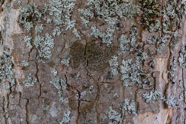 Photo of wood texture pattern