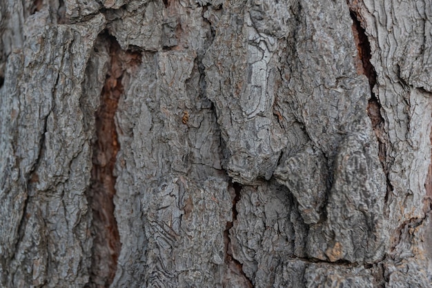 Photo of wood texture pattern