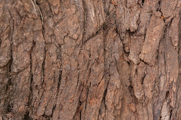 Photo of wood texture pattern