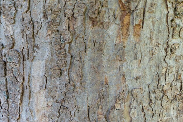 Photo of wood texture pattern