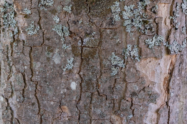 Photo of wood texture pattern