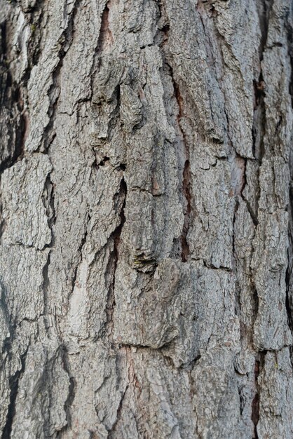 Photo of wood texture pattern