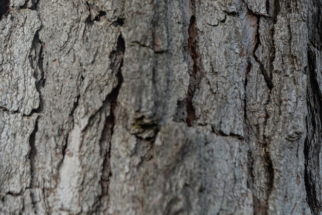 Free photo photo of wood texture pattern