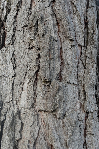 Photo of wood texture pattern