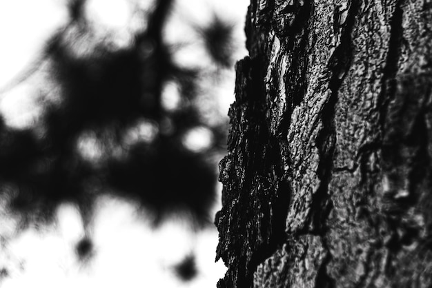 Photo of wood texture pattern